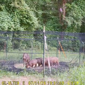 Image of the P.I.G. Hog Trap with hogs feeding on corn