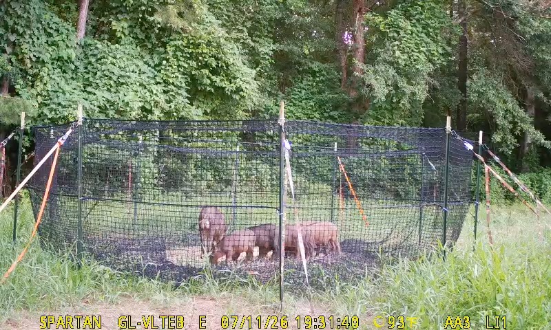 Image of the P.I.G. Hog Trap with hogs feeding on corn