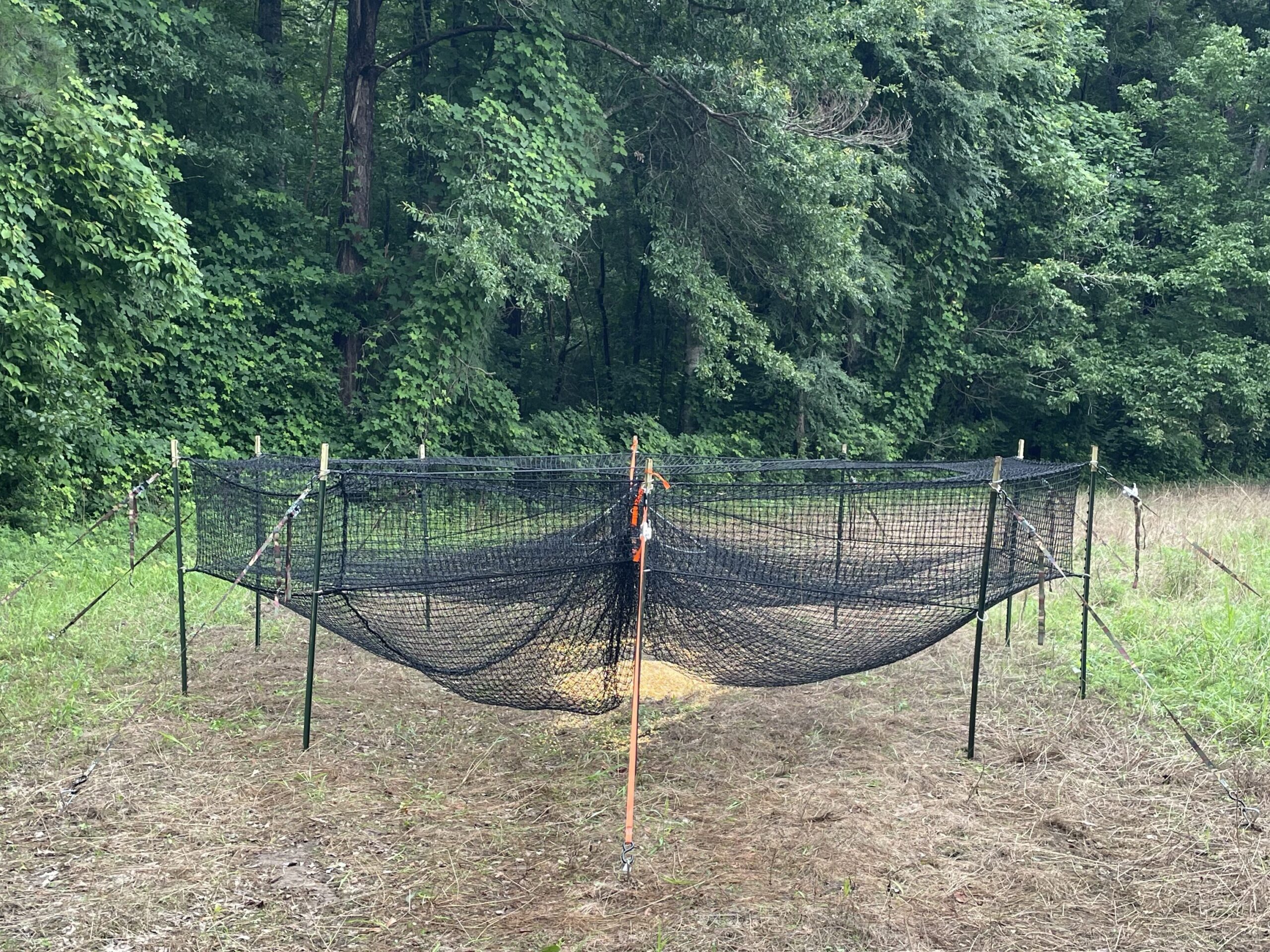 old trap training mode with bait